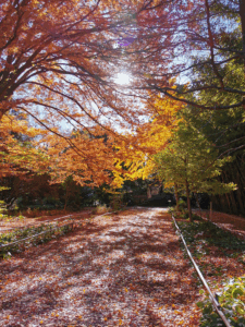 Photos avec des arbres en automne